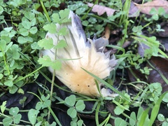 Leratiomyces percevalii