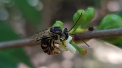 Mellitidia tomentifera