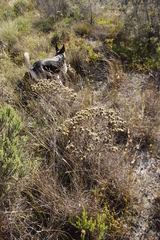 Phylica pubescens