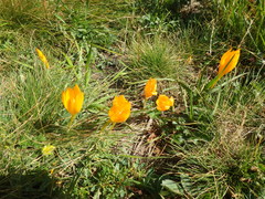 Crocus scharojanii