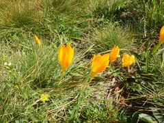 Crocus scharojanii