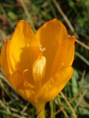 Crocus scharojanii
