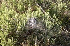 Stegodyphus dumicola