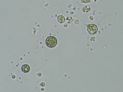 Haematococcus
