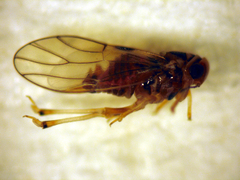 Atmetocranium myersi