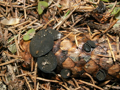 Piceomphale bulgarioides