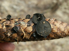 Piceomphale bulgarioides