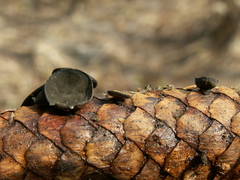 Piceomphale bulgarioides