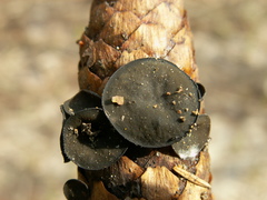 Piceomphale bulgarioides