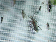 Ossibia fuscata