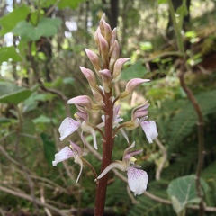 Corallorhiza macrantha