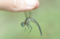 Cannaphila