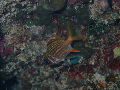 Neoniphon vexillarium