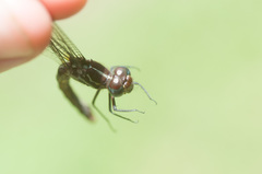 Cannaphila