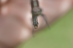 Cannaphila