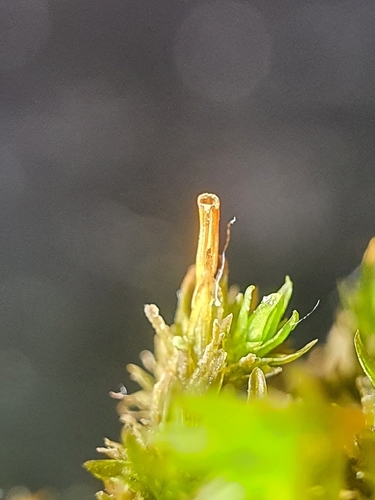 Image of Orthotrichum tenellum by no rights reserved