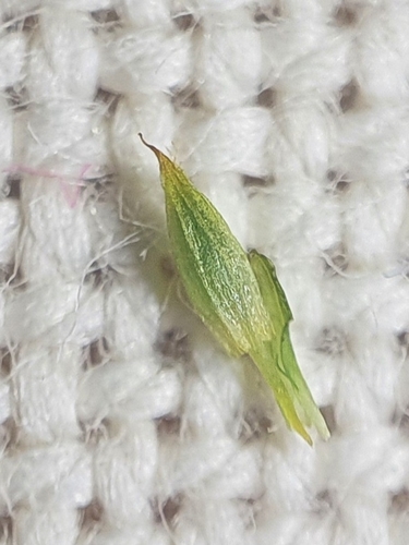 Image of Orthotrichum tenellum by no rights reserved