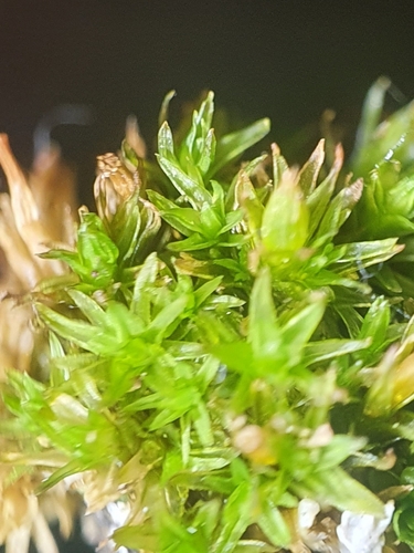 Image of Orthotrichum tenellum by no rights reserved