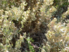 Atriplex leucophylla