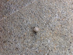 Gastropoda