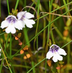 Prostanthera saxicola montana