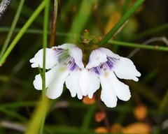 Prostanthera saxicola montana
