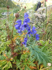 Aconitum nasutum
