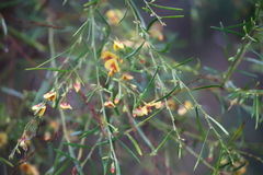 Daviesia flexuosa