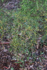 Daviesia flexuosa