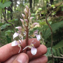 Corallorhiza macrantha