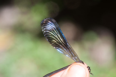 Polythoridae