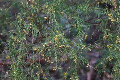 Daviesia flexuosa