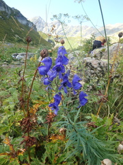 Aconitum nasutum