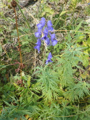 Aconitum nasutum