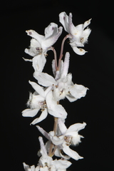 Delphinium carolinianum virescens