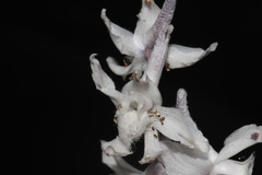 Delphinium carolinianum virescens