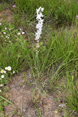 Delphinium carolinianum virescens