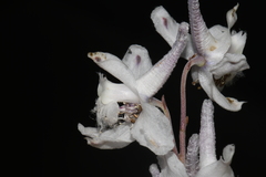 Delphinium carolinianum virescens