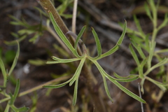 Delphinium carolinianum virescens