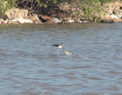 Himantopus mexicanus mexicanus