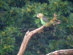 Poicephalus robustus