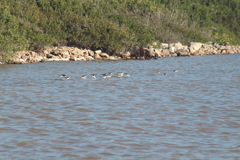 Himantopus mexicanus mexicanus