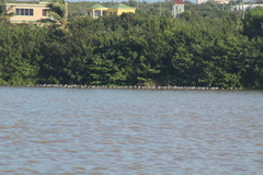 Himantopus mexicanus mexicanus