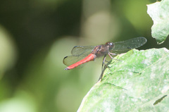 Libellula herculea