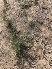 Muhlenbergia torreyi