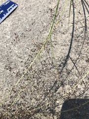 Muhlenbergia torreyi