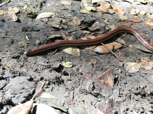 Photo of a Common Island Racer (Arrhyton vittatum)