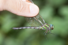 Rhionaeschna cornigera