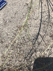 Muhlenbergia torreyi
