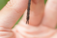 Rhionaeschna cornigera